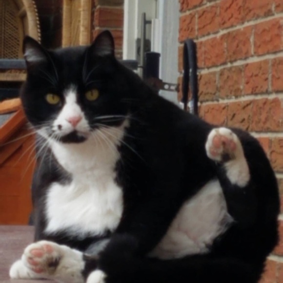 Meet your Posher, Wyatt - Picture 1 of 1